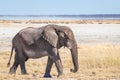 A male elephant ( Loxodonta Africana) walking through the salt pan, Etosha National Park, Namibia. Royalty Free Stock Photo