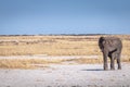 A male elephant ( Loxodonta Africana) walking through the salt pan, Etosha National Park, Namibia. Royalty Free Stock Photo