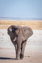 A male elephant ( Loxodonta Africana) walking through the salt pan, Etosha National Park, Namibia. Royalty Free Stock Photo