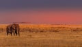 A male elephant ( Loxodonta Africana) walking through the salt pan at sunset, Etosha National Park, Namibia. Royalty Free Stock Photo