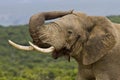 Male elephant in musth