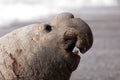 Male Elephant Seal