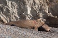 Male Elephant Seal Royalty Free Stock Photo