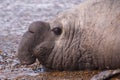 Male Elephant Seal Royalty Free Stock Photo