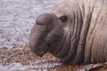 Male Elephant Seal Royalty Free Stock Photo