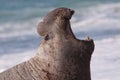 Male Elephant Seal Royalty Free Stock Photo