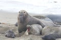 Male elephant seal attempting copulation with female, pup nearby Royalty Free Stock Photo