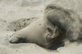 Male elephant seal covering itself with sand Royalty Free Stock Photo