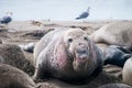 Male Northern Elephant Seal Royalty Free Stock Photo