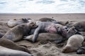 Northern Elephant Seals Mating Royalty Free Stock Photo