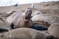 Northern Elephant Seals Royalty Free Stock Photo