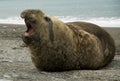 Male Elephant Seal With Open Mouth