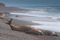 Male Elephant Seal in Patagonia