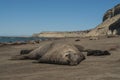 Male elephant seal, Peninsula Valdes, Royalty Free Stock Photo