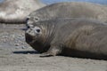 Male elephant seal, Peninsula Valdes, Royalty Free Stock Photo