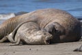 Male elephant seal, Peninsula Valdes, Royalty Free Stock Photo