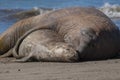 Male elephant seal, Peninsula Valdes, Patagonia, Argentina Royalty Free Stock Photo