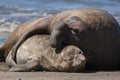 Male elephant seal, Peninsula Valdes, Royalty Free Stock Photo