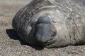 Male elephant seal, Peninsula Valdes, Royalty Free Stock Photo