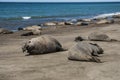 Male elephant seal, Peninsula Valdes, Royalty Free Stock Photo