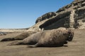 Male elephant seal, Peninsula Valdes, Royalty Free Stock Photo