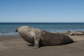 Male elephant seal, Peninsula Valdes, Royalty Free Stock Photo