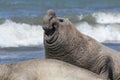 Male elephant seal, Peninsula Valdes, Royalty Free Stock Photo