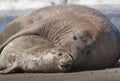 Male elephant seal, Peninsula Valdes, Royalty Free Stock Photo