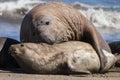 Male elephant seal, Peninsula Valdes, Royalty Free Stock Photo