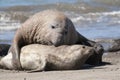 Male elephant seal, Peninsula Valdes, Patagonia, Royalty Free Stock Photo