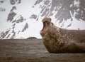 Male elephant seal yells in morning air