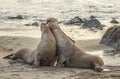 Male elephant seals fight for dominance.