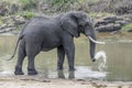 male elephant spraying water of pond in shrubland at Kruger park, South Africa