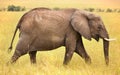 Side profile of an elephant Royalty Free Stock Photo