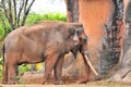 Male elephant walking in zoo Royalty Free Stock Photo