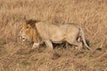 Male Elewana or Sand River Lion, Leo pantheras, in Full Body Profile, Walking in Tall Grass