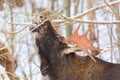 Male elk with antlers in winter forest Royalty Free Stock Photo