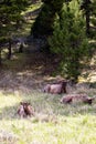 Male elk bedded down in Yellowstone National Park, Wyoming in springtime Royalty Free Stock Photo