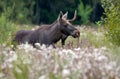 Male Elk with broken antlers Alces alces walks through grass clearing at late summer in Rutting and mating time