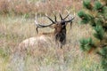 Male Elk Bugling in Estes Park, Colorado Royalty Free Stock Photo