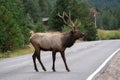Male Elk Bugling in Estes Park, Colorado Royalty Free Stock Photo