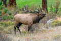 Male Elk Bugling in Estes Park, Colorado Royalty Free Stock Photo