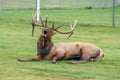 Male Elk Bugling in Estes Park, Colorado Royalty Free Stock Photo