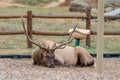 Male Elk Bugling in Estes Park, Colorado Royalty Free Stock Photo