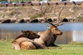 Male Elk Bugling in Estes Park, Colorado Royalty Free Stock Photo