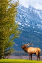 Male elk bugling for his girls in Grand Teton National Park Royalty Free Stock Photo