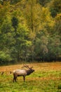 Male Elk Calls During Rut Smoky Mountains North Carolina Royalty Free Stock Photo