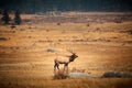 Male elk in the fall meadows of the Rocky Mountain Natinal Park Royalty Free Stock Photo