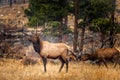 Male elk in the fall meadows of the Rocky Mountain Natinal Park Royalty Free Stock Photo