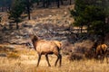 Male elk in the fall meadows of the Rocky Mountain Natinal Park Royalty Free Stock Photo